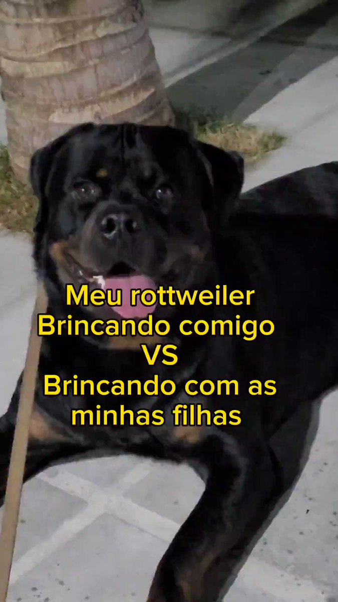 TENTE NÃO RIR - VIDEOS ENGRAÇADOS DE ANIMAIS 7 #shorts