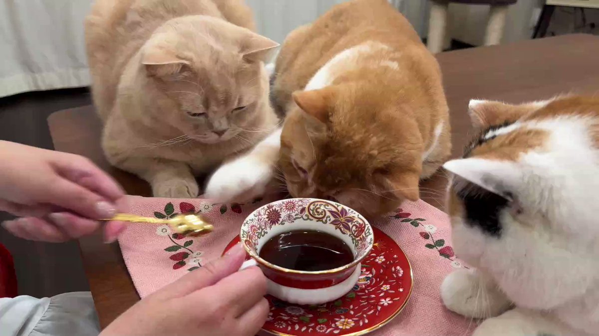 猫は液体 on X: 