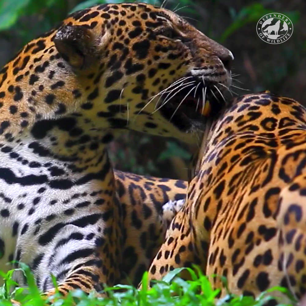 Petition Seeks Jaguar Reintroduction, Habitat Protection in New Mexico,  Arizona - Center for Biological Diversity