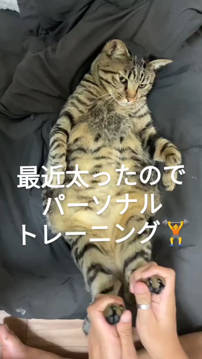 デブ猫 - Αναζήτηση / X