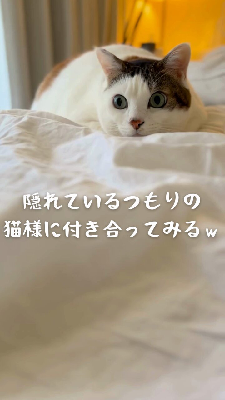 猫アレルギー氏 描描猫猫 猫アレルギーだけど猫飼いたすぎ物語」猫飼太陽