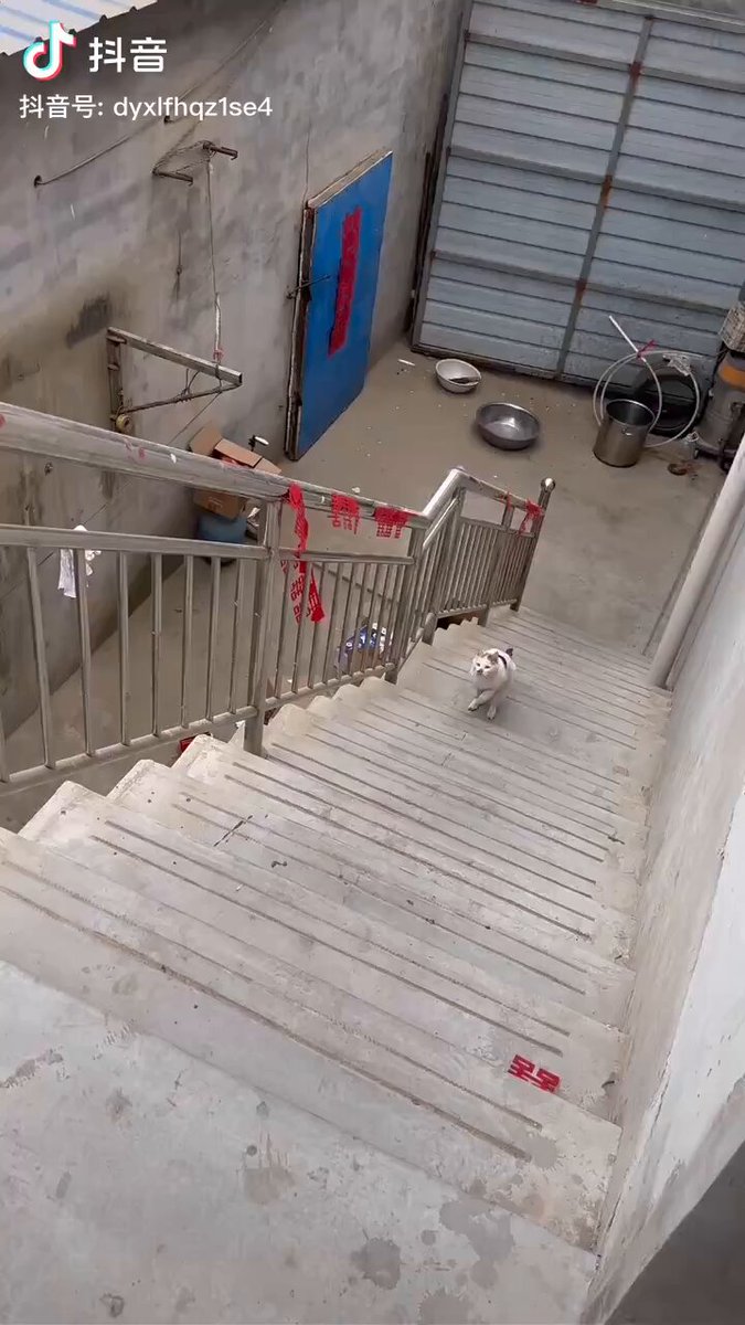 xgxmm性感小猫咪