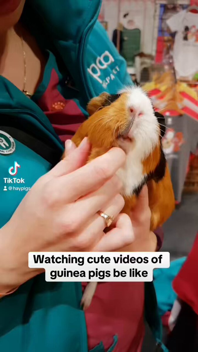What is the difference between a hamster and a guinea pig? – HAYPIGS