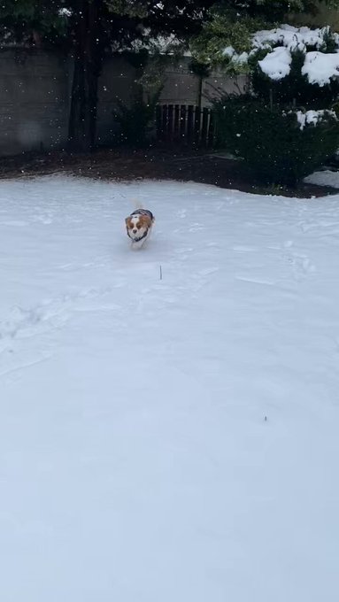 Hi ☺️❄️🐶❤️ https://t.co/3pBDVxtmTo