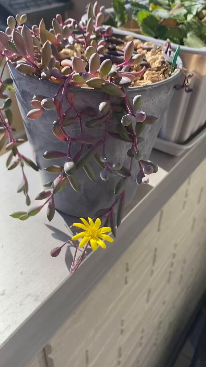 観葉植物初心者応援⭕️ 楽天市場】ツクバネ 2年生苗 4号ポット植え(g03) : 千草園芸