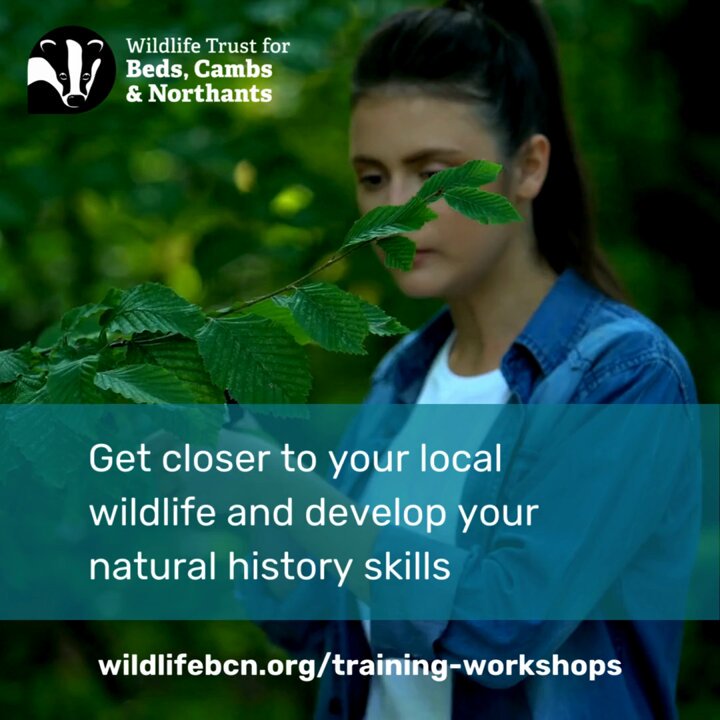 Great Fen Wildlife Trust for Beds, Cambs & Northants