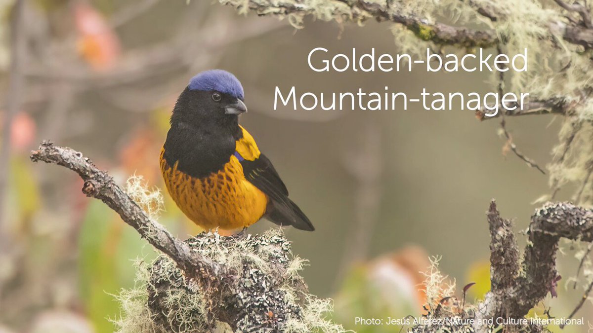 Threatened Birds – BirdsCaribbean