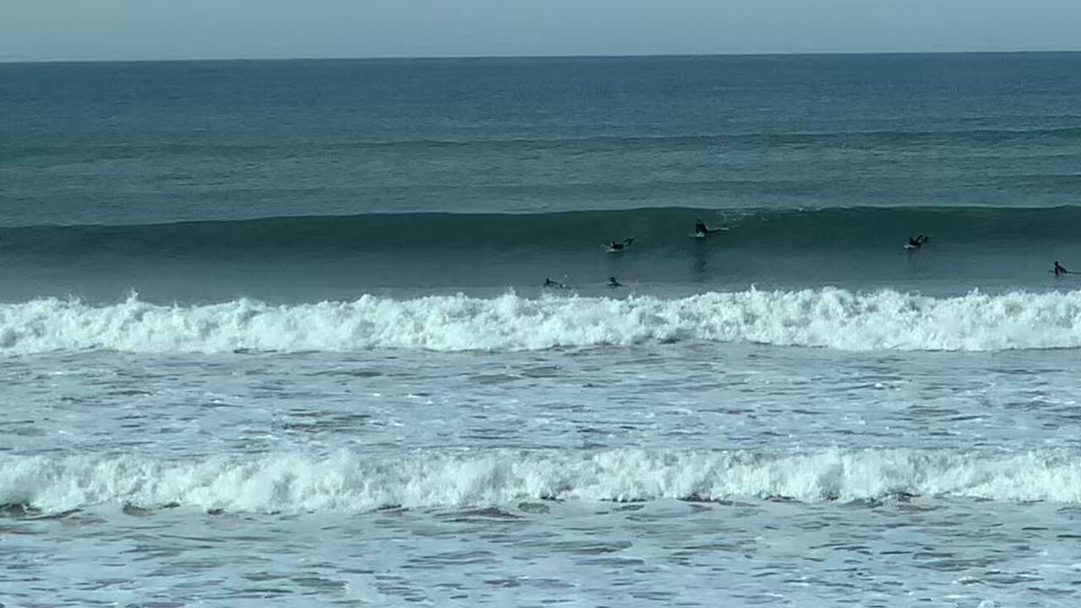 @BayArea_Breds video Tweet