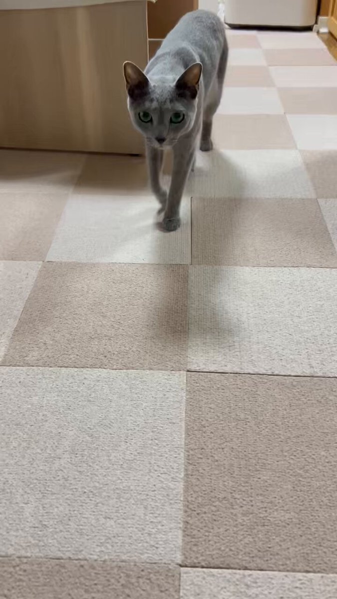猫のミント (@nekonomint75) / X