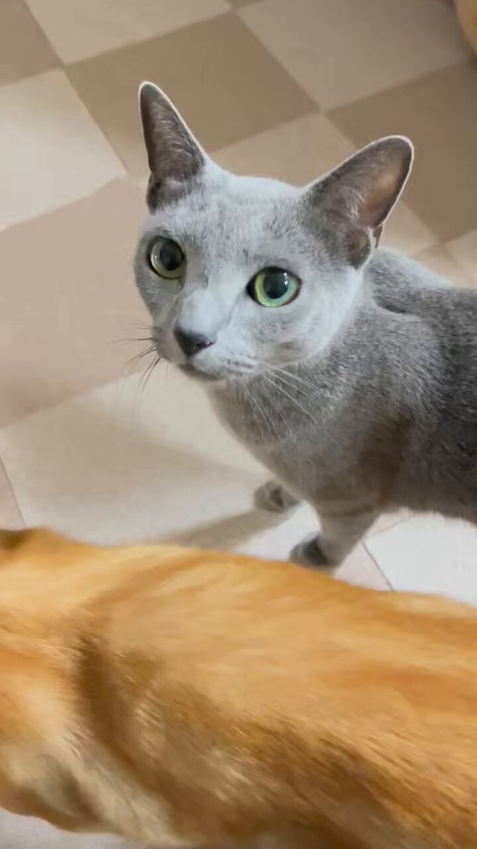 猫のミント (@nekonomint75) / X