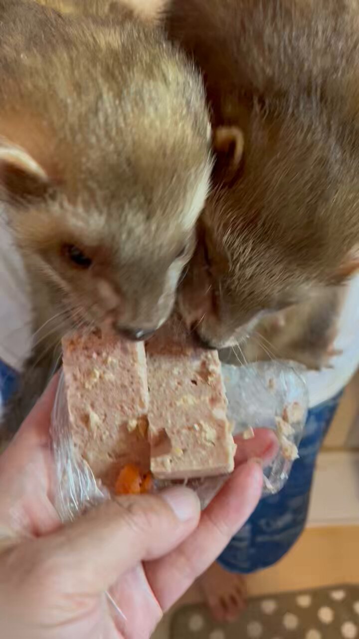 ブッチ - Search / X