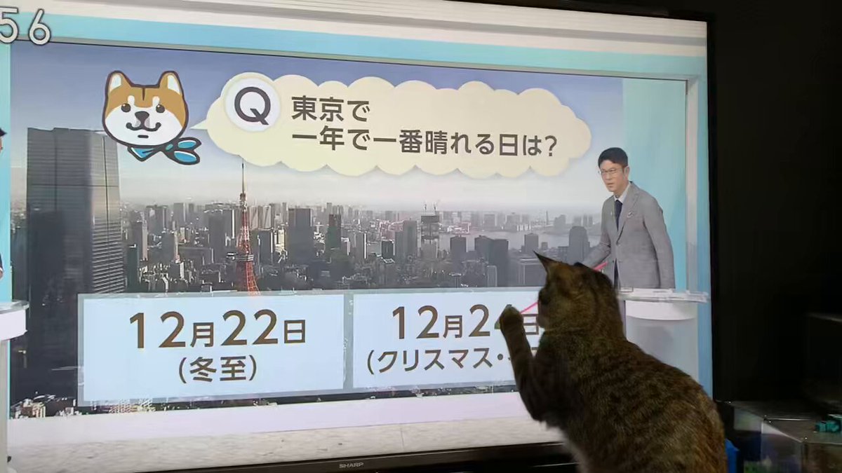 ねこねこ55 Eテレ】ねこねこ55のテーマ曲をのせ猫気分で 0655 Hawaiian