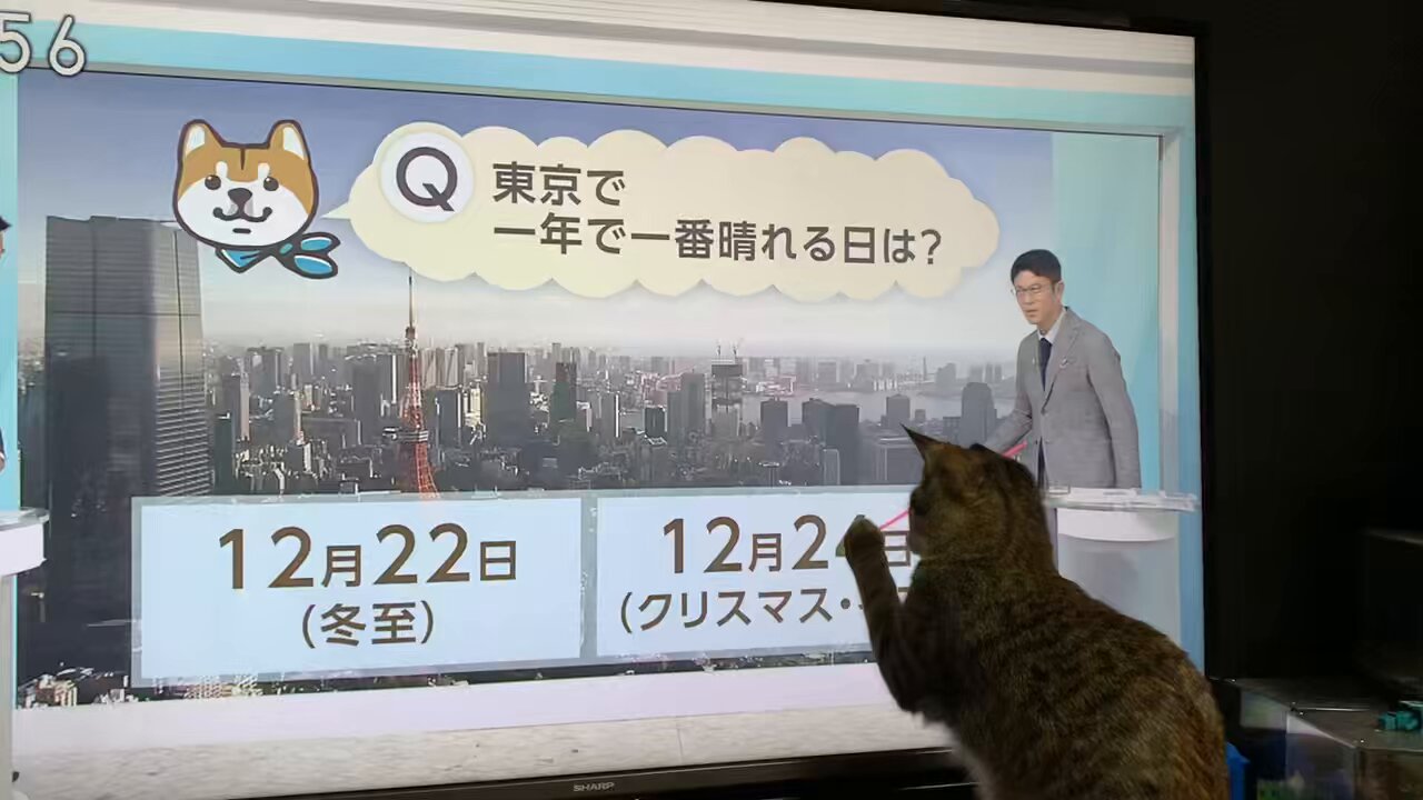 ねこねこ55 - Search / X