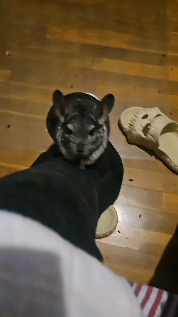 @zazensamu5s video Tweet