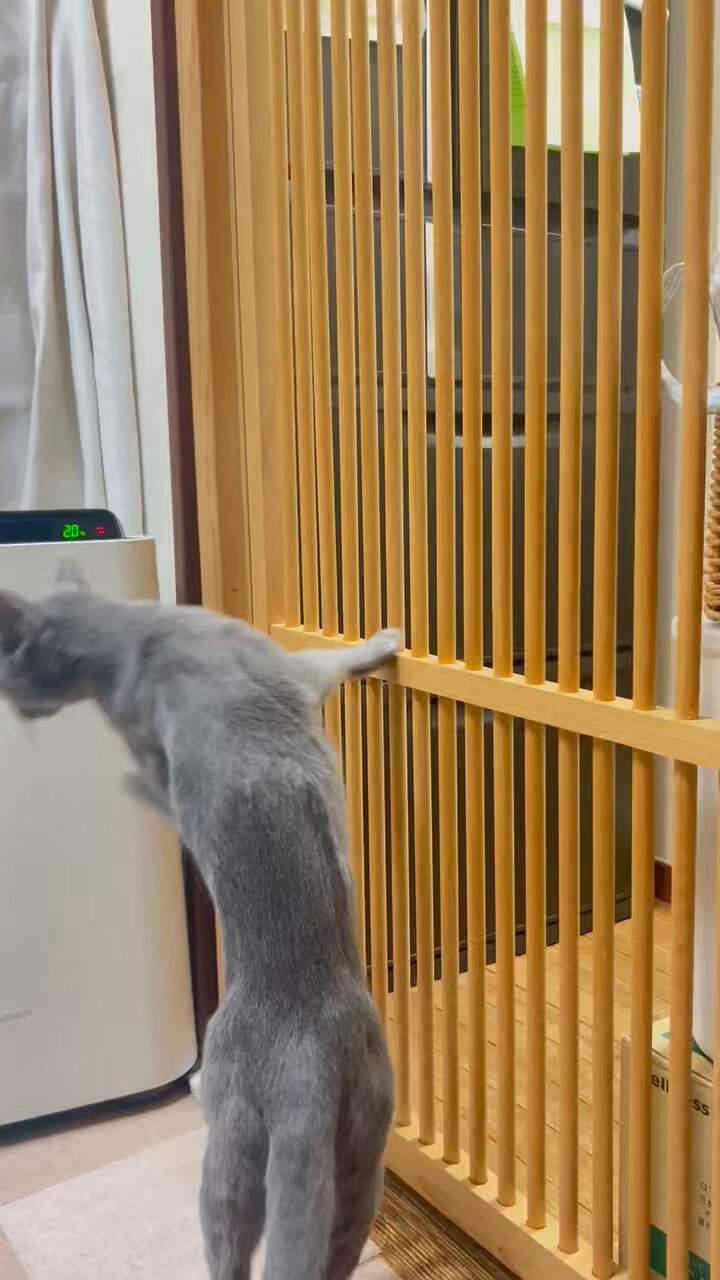 猫のミント (@nekonomint75) / X
