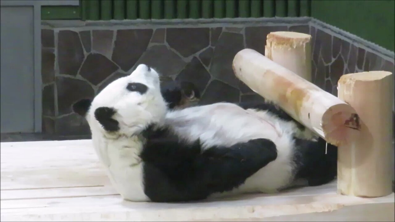 神戸市立王子動物園（公式） on X: 