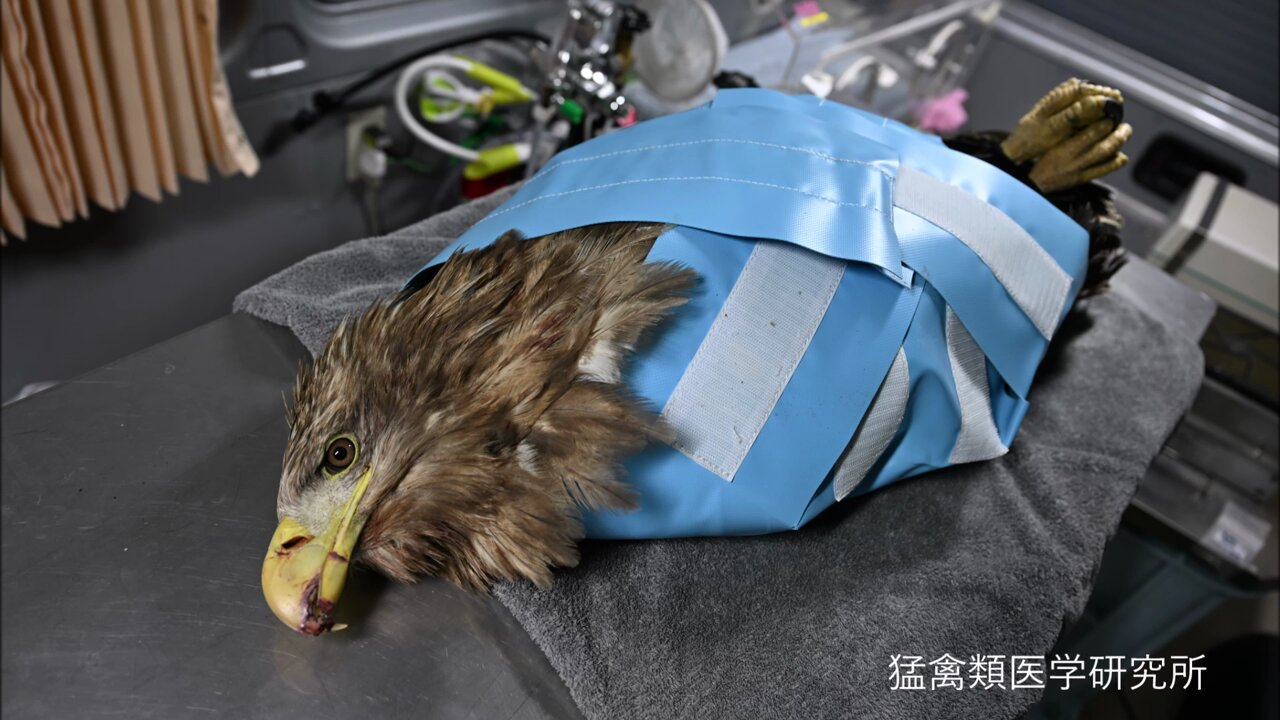 猛禽類学 野生に帰れない希少猛禽類の命を繋ぎ、活躍の場を与え、より良い