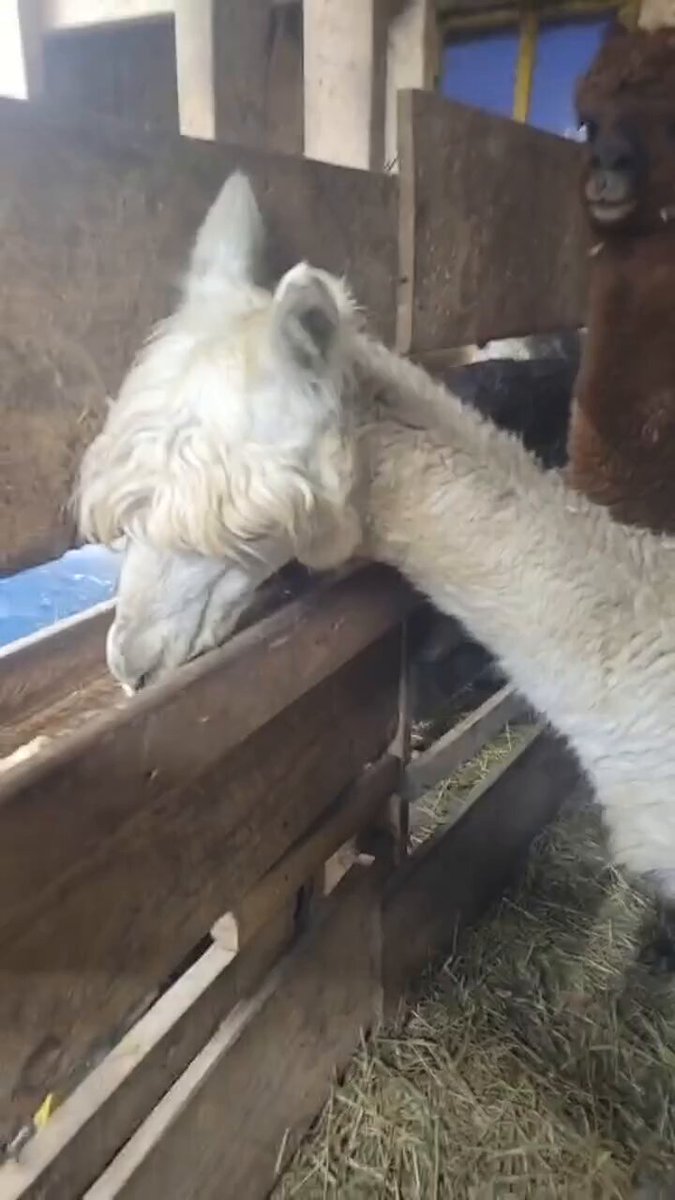 Alpaca Palooza - Alpaca & Goat Encounter - Airbnb