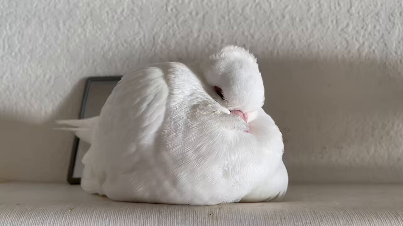 鳩◎ 鳩 (@h810810810t) / X