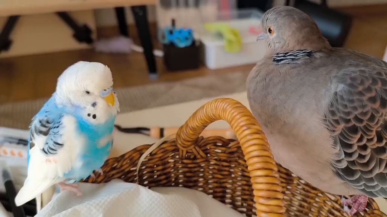 鳩◎ 鳩 (@h810810810t) / X