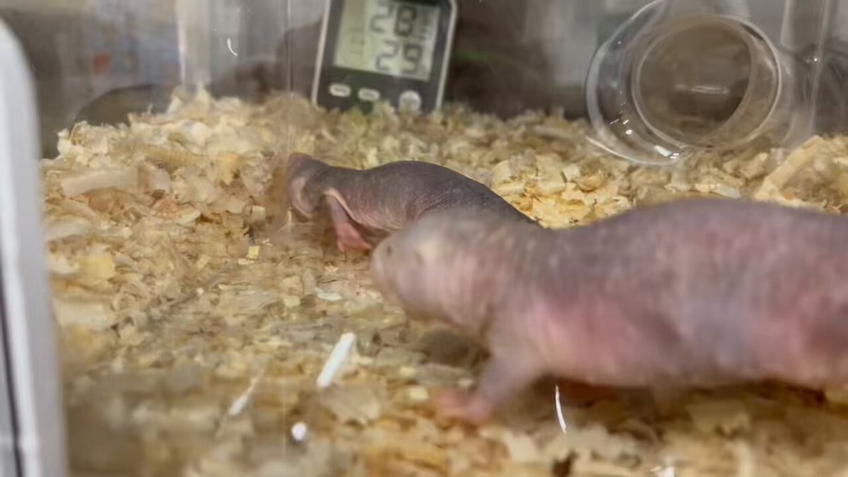 ハツカネズミ様 ハツカネズミ販売】白ハツカネズミたち販売中 | フリーター