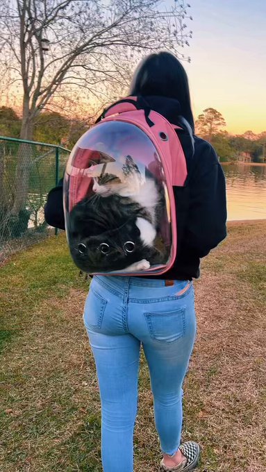 This is love&hellip; 💗 🐈🌞  #cats #CatsofTwittter #fyp #reels #sammiebeare #florida https://t.co/PTPd6v3eoc<a href="/tag/cats"class="tags">#cats</a><a href="/tag/catsoftwittter"class="tags">#CatsofTwittter</a><a href="/tag/fyp"class="tags">#fyp</a><a href="/tag/florida"class="tags"><span>#florida</span></a><a href="/tag/reels"class="tags"><span>#reels</span></a><a href="/tag/sammiebeare"class="tags"><span>#sammiebeare</span></a>