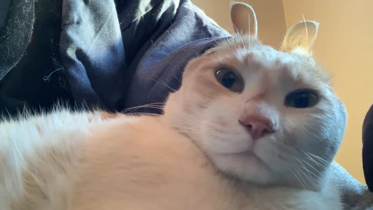 ねこうさぎ ねこうさぎ - YouTube