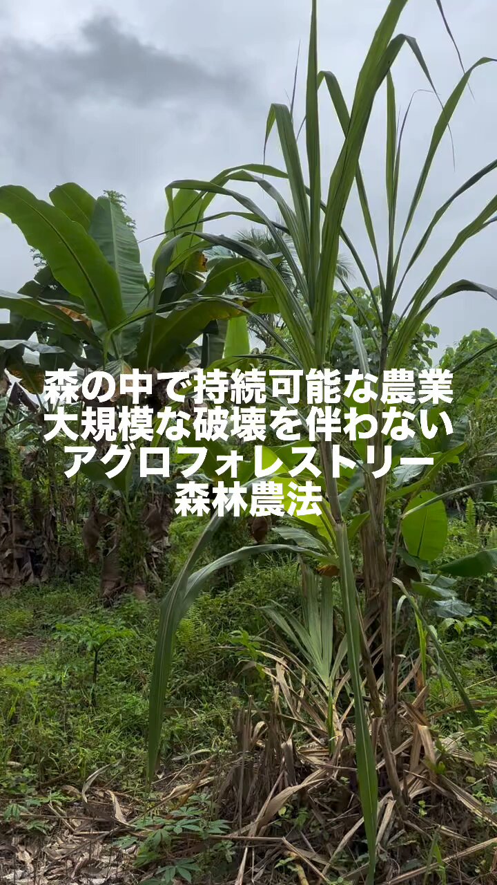 アグロフォレストリー - Search / X