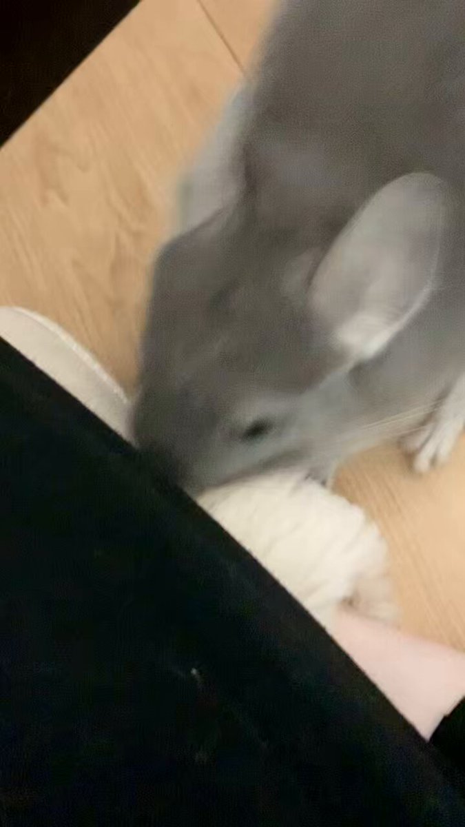 着用数回、美品！チンチラケープ♡︎ チンチラの日