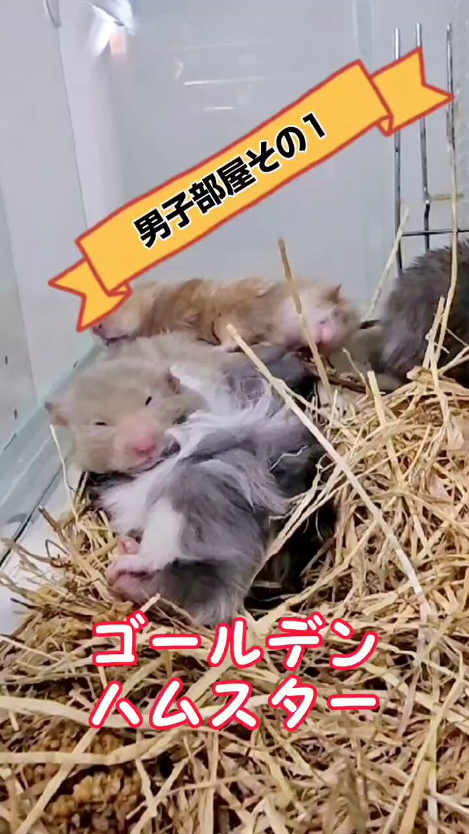 【中古】 ザ・ゴールデン/小学館/柴門ふみ 中古】 ザ・ゴールデン/小学館/柴門ふみ