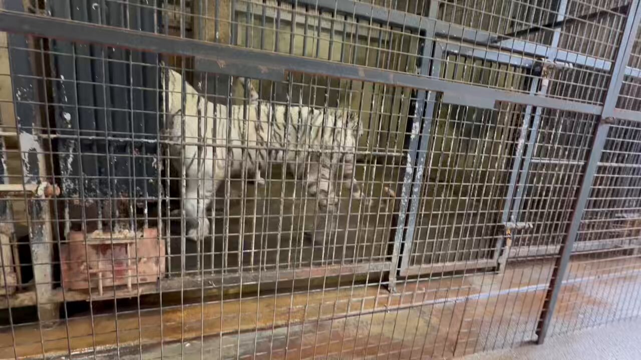 ❤︎未着用/訳有❤︎超希少❤︎ボローニャ❤︎97/98❤︎ロベルトバッジョ❤︎ 新品/タグ付き】98/99 インテル・ミラノ ♯10 ロベルト