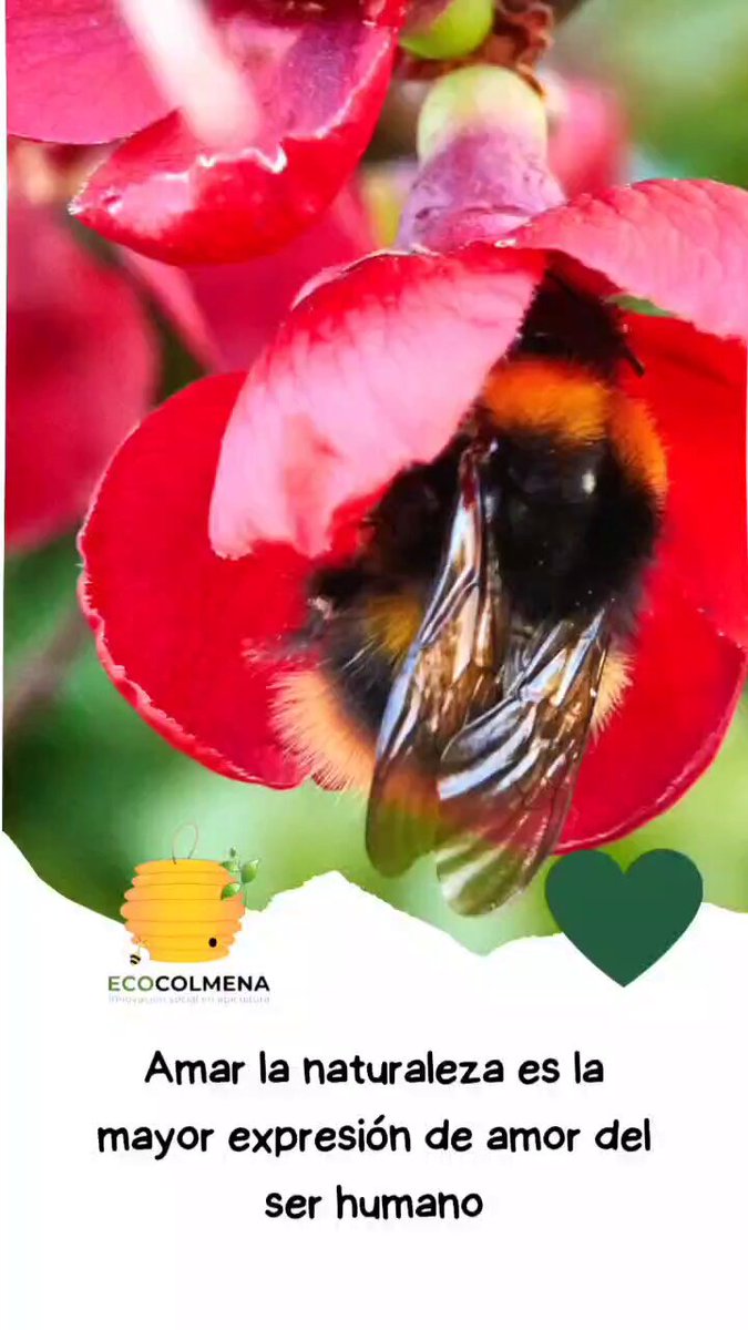 Funciones del panal de cera de las abejas - Ecocolmena