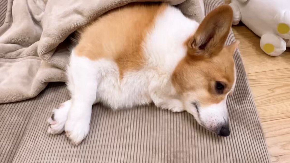 コーギーむぎ (@corgi_mugi) / X コーギーむぎ (@corgi_mugi) / X