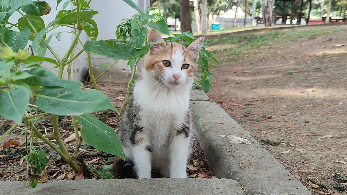 アジアねこ散歩 on X: 