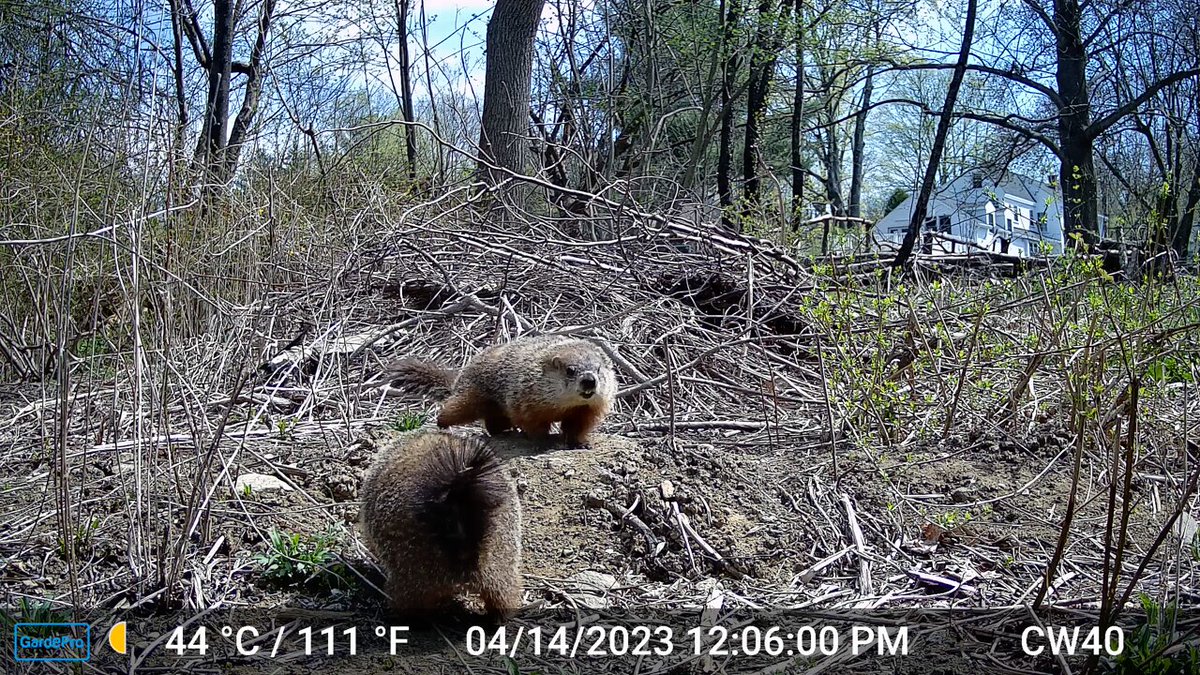 Chris Whittier💚 on X: Happy #GroundhogDay2024! 🕳️🐷 If you