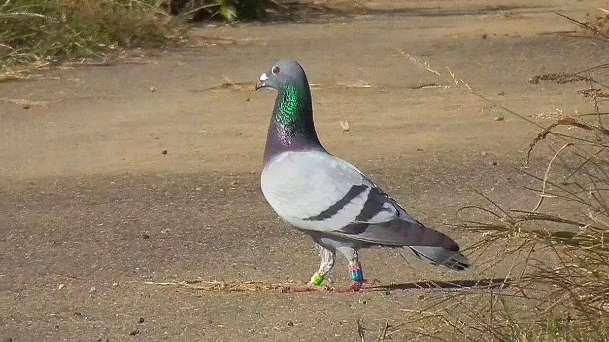 レース鳩 - البحث / X
