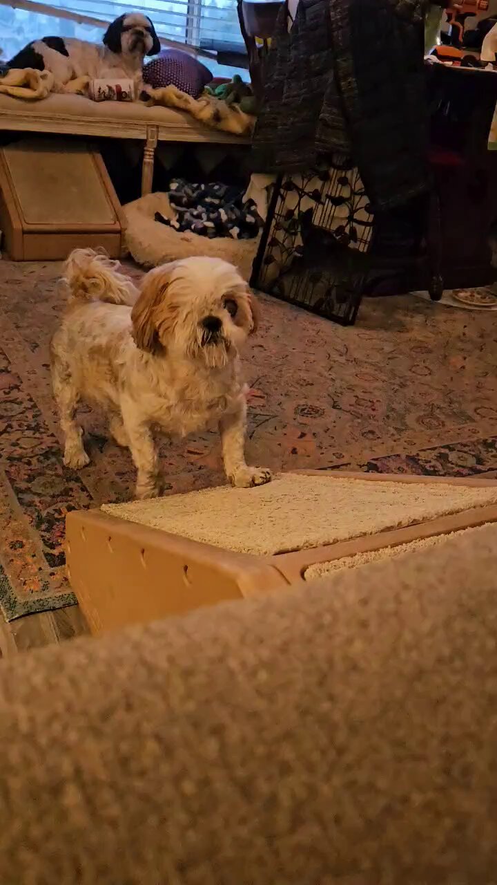 Shih 2025 tzu ramp
