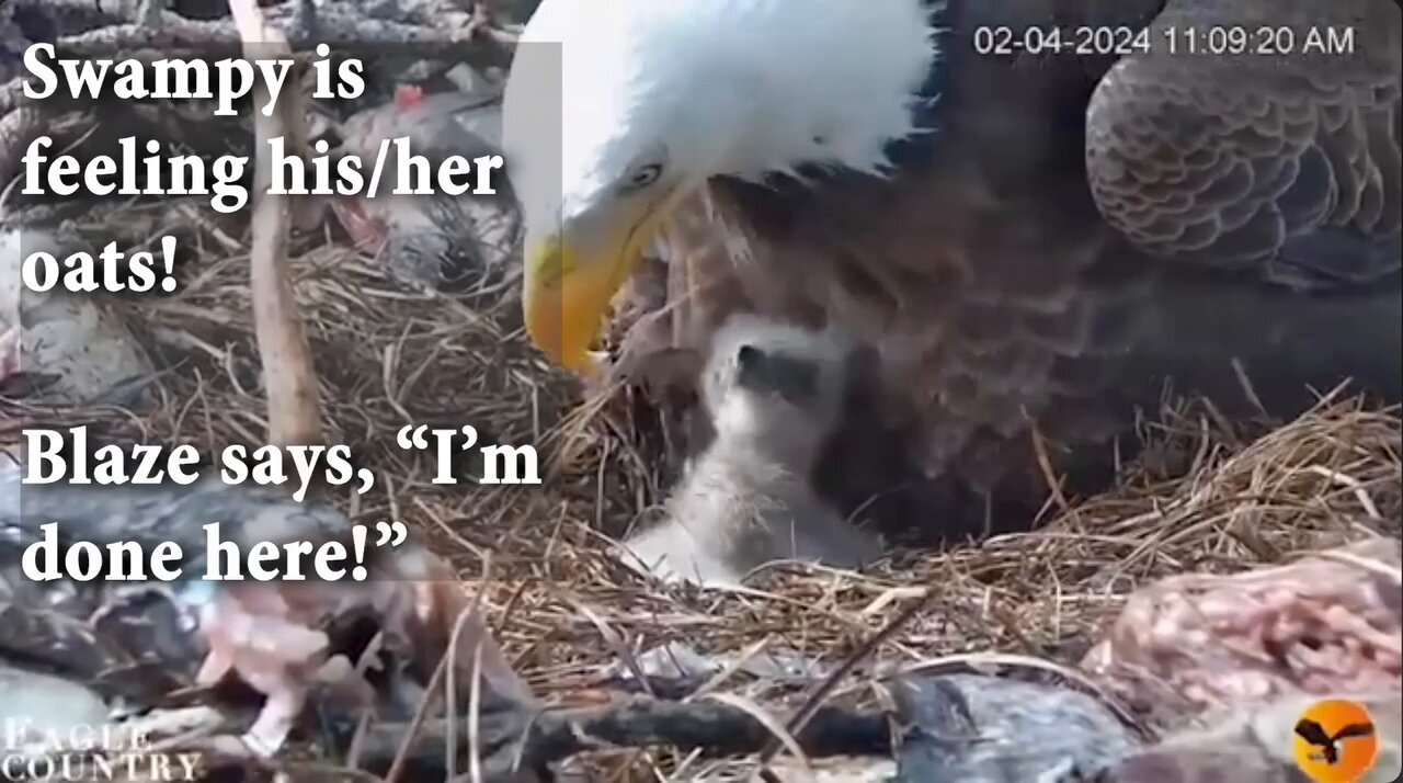 Eagle country nest cam 2025