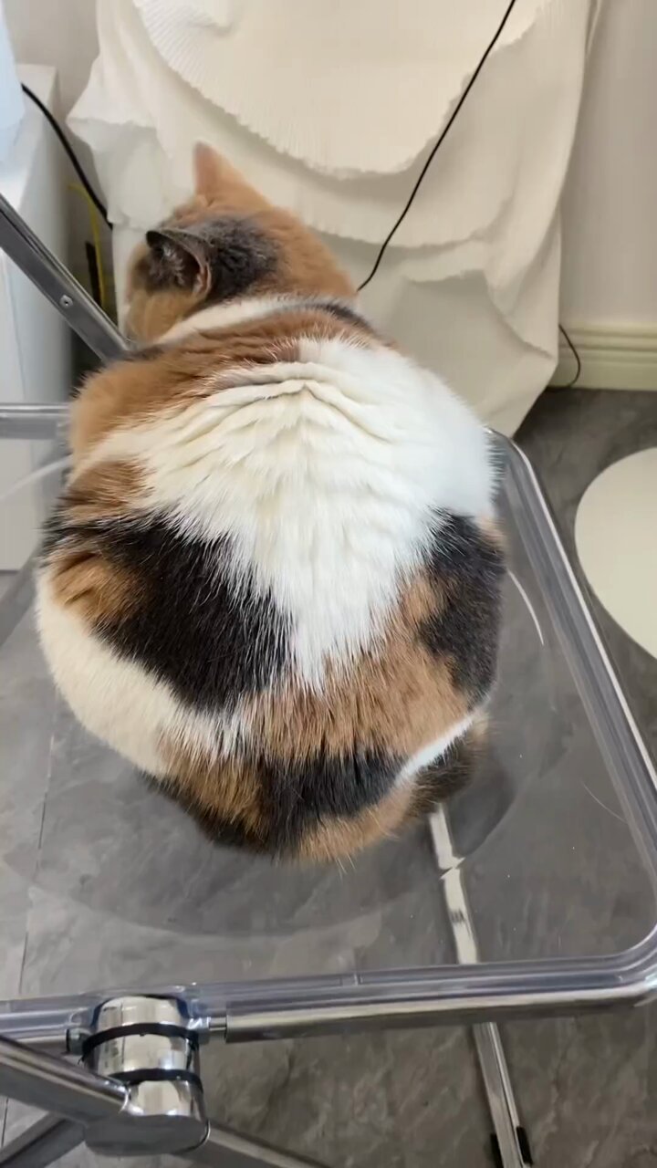 ShouldHaveCat s video Tweet