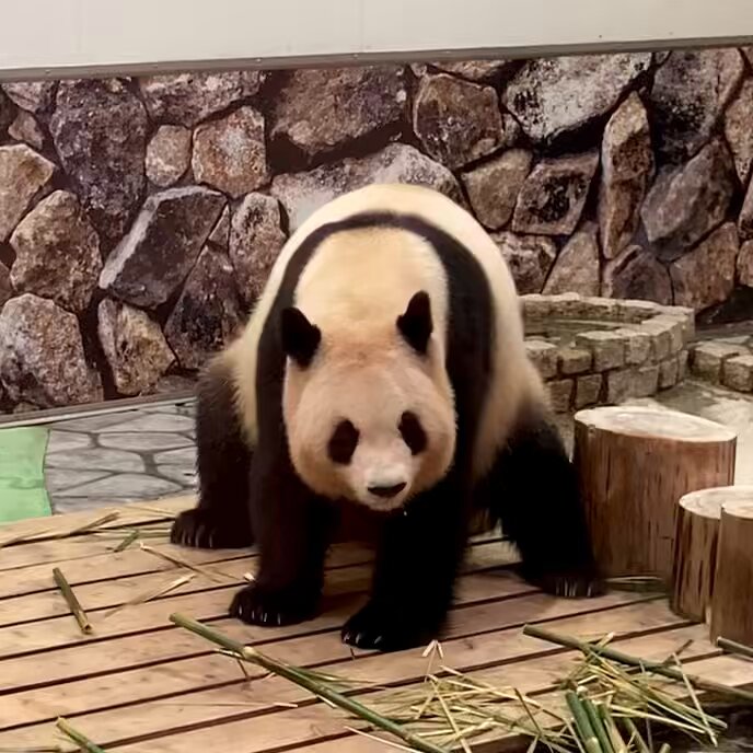 推しパンダに愛を伝えよう