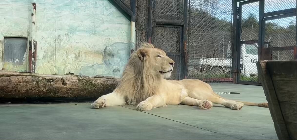 ライオンパグ(完全1点もの) 群馬サファリパーク【公式】 on X: 