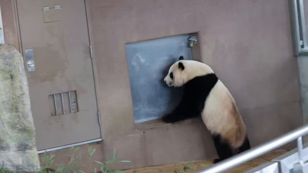 推しパンダに愛を伝えよう