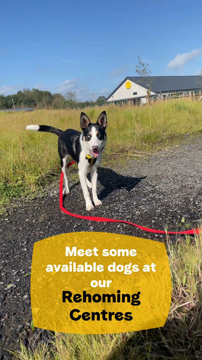 Rehoming centres hotsell