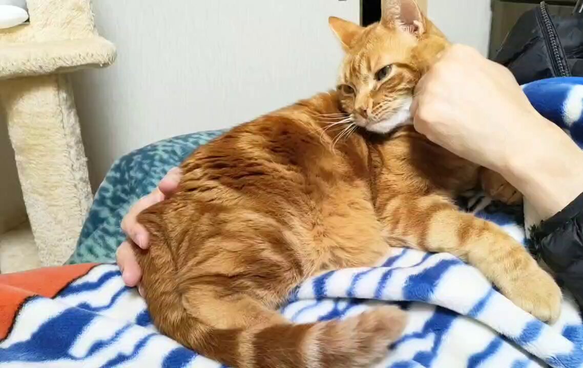 ちゃとら　 株式会社タニムラオート on X