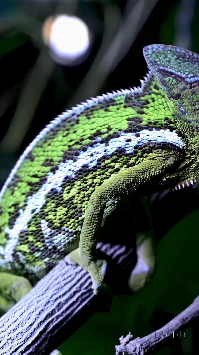 This close-up shot of a chameleon showcases its striking color changing capabilities. The background is blurred, drawing attention to the animal’s striking appearance.