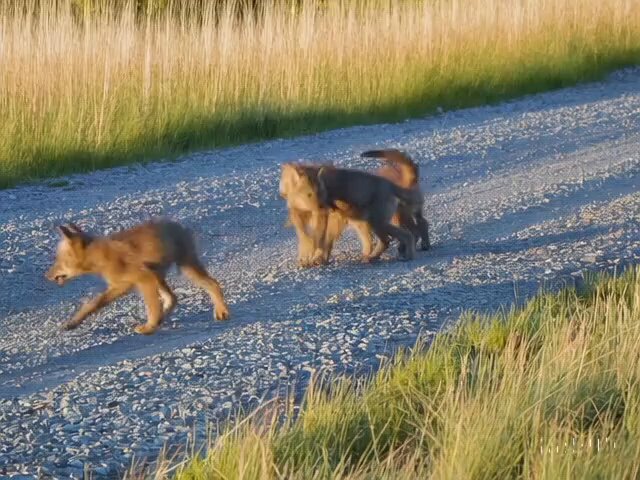 Five gray wolf pups frolicking and chasing each other around a remote gravel road, surrounded by grass. The pups run and leap, chasing each other, and nipping at each other, playing.
