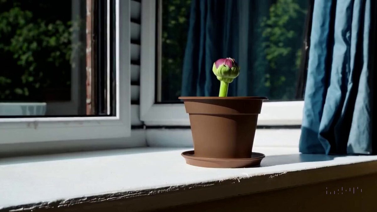 A stop motion animation of a flower growing out of the windowsill of a suburban house.