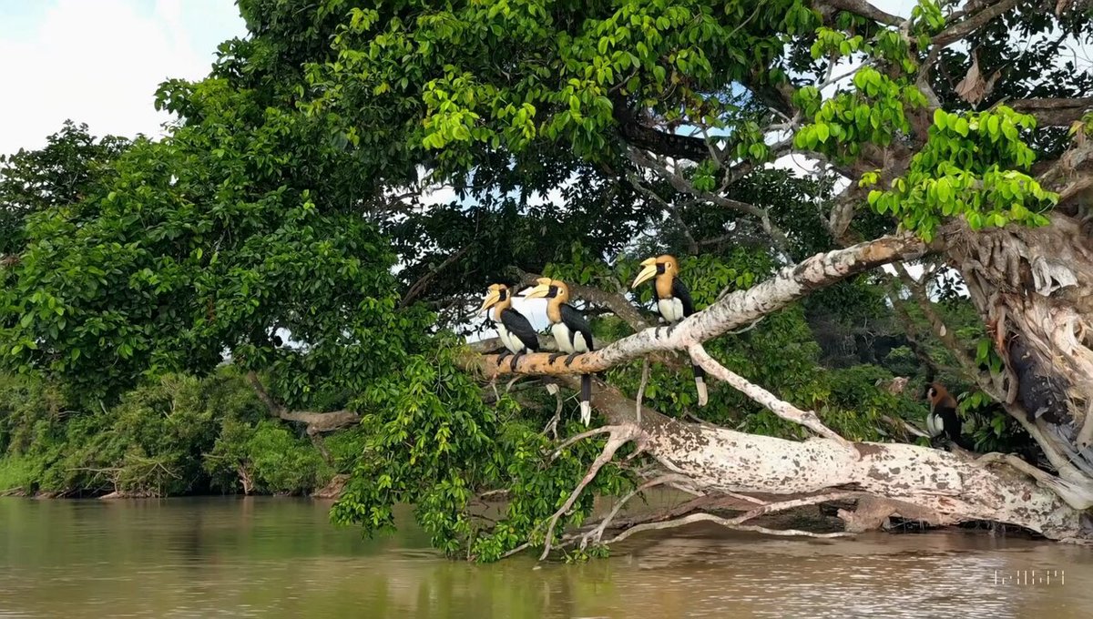 Video Poster for Borneo wildlife on the Kinabatangan River
