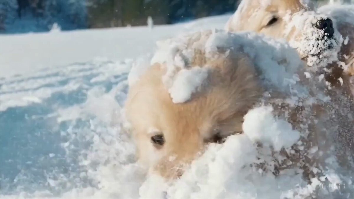 A litter of golden retriever puppies playing in the snow. Their heads pop out of the snow, covered in.