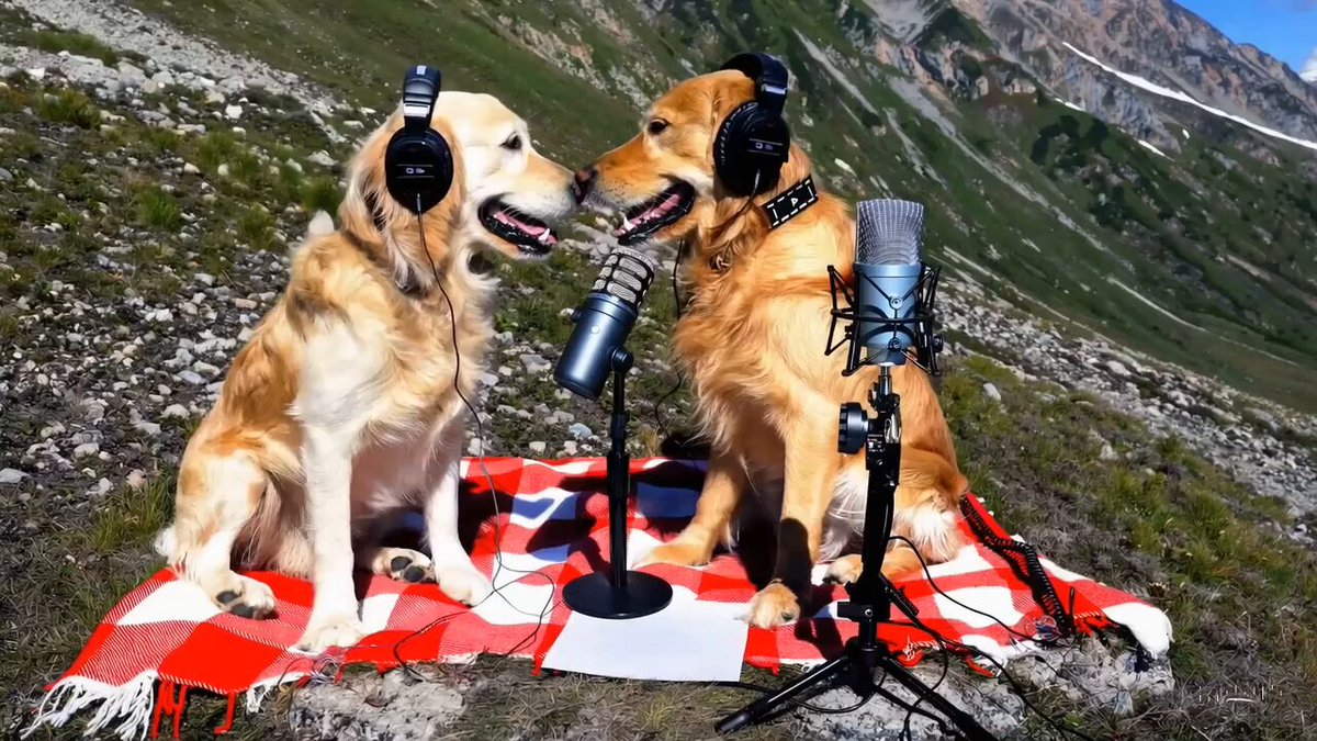 Two golden retrievers podcasting on top of a mountain